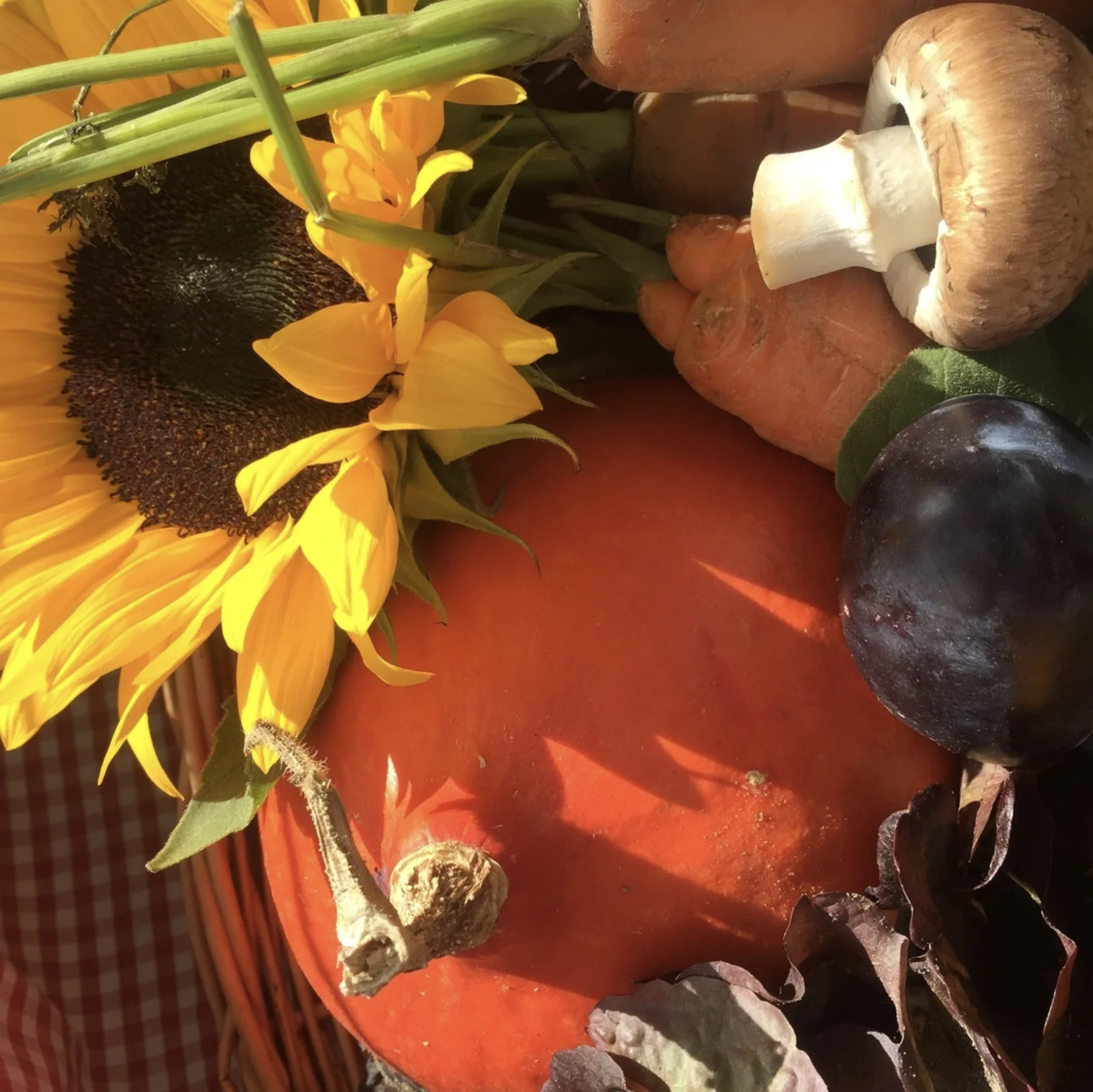 Image hover effect image