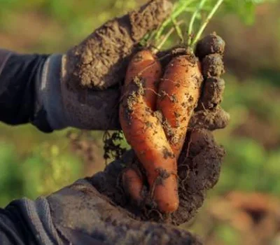 Projekt: Gemüse auf Rezept